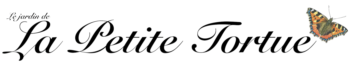 La Petite Tortue