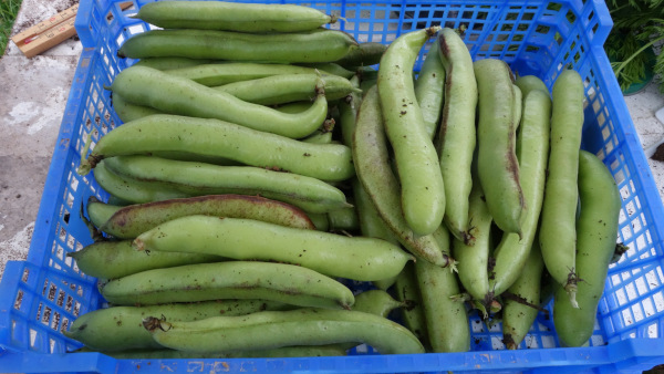 Photo de fèves