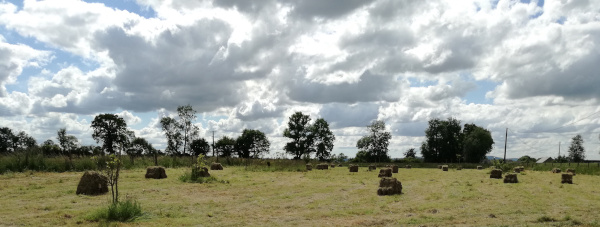 Photo de bottes de foin dans la prairie