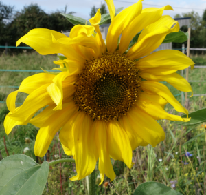 Photo d'un tournesol'