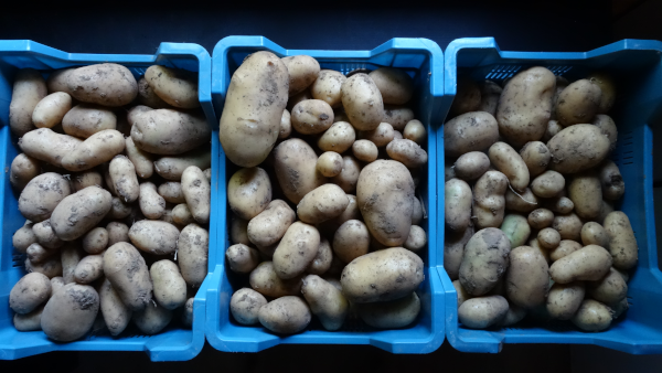 Photo de 3 caisses de pommes de terre'