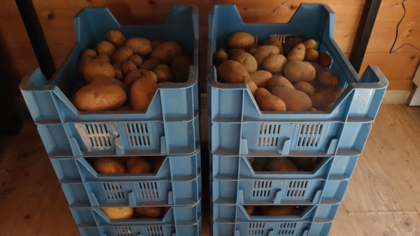 Cageots de pommes de terre