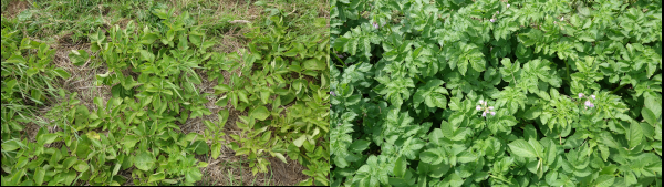 Photo de plants de pommes de terre