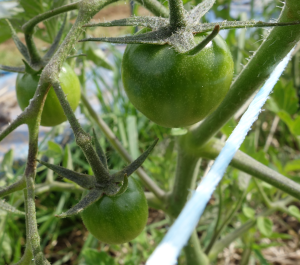Photo de jeunes tomates cerises