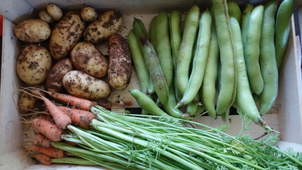 Photo d'un panier de légumes'