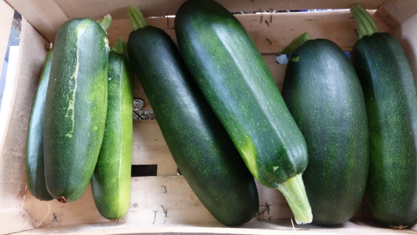 Photo d'un panier de courgettes'