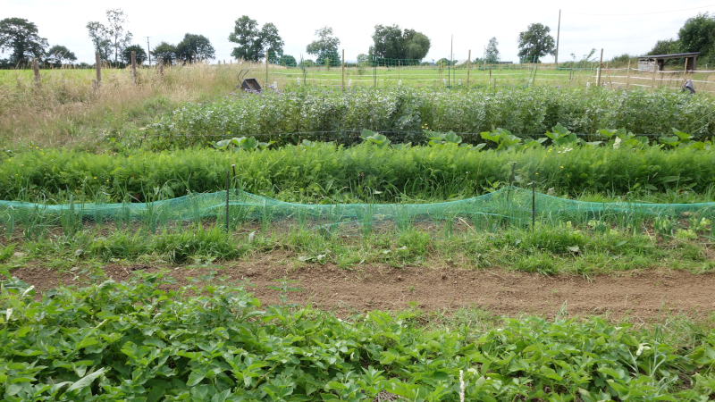 Vue du jardin'