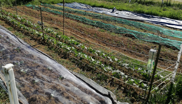 Choux blancs, Haricots, Poireaux, Courges, Choux rouges