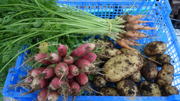 Photo de botte de radis, carottes et pommes de terre
