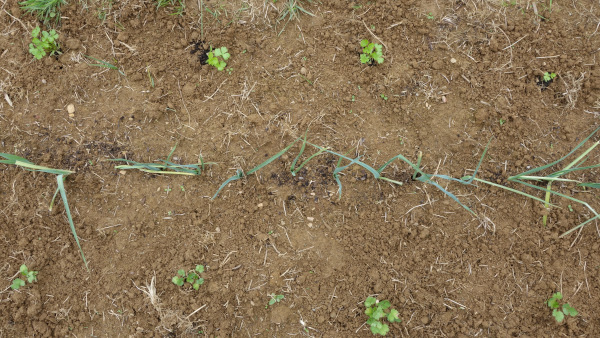 Photo de jeunes plants de persil et de coriandre avec des poireaux