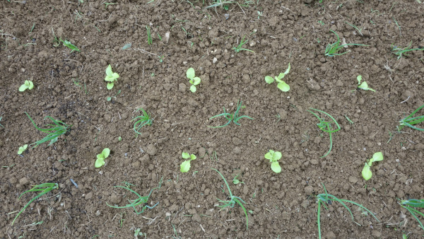 Photo de jeunes plants de laitue avec des oignons